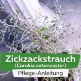 Zickzackstrauch (Corokia cotoneaster)