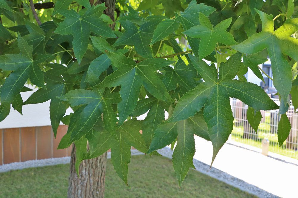 Amberbaum, liquidambar styraciflua