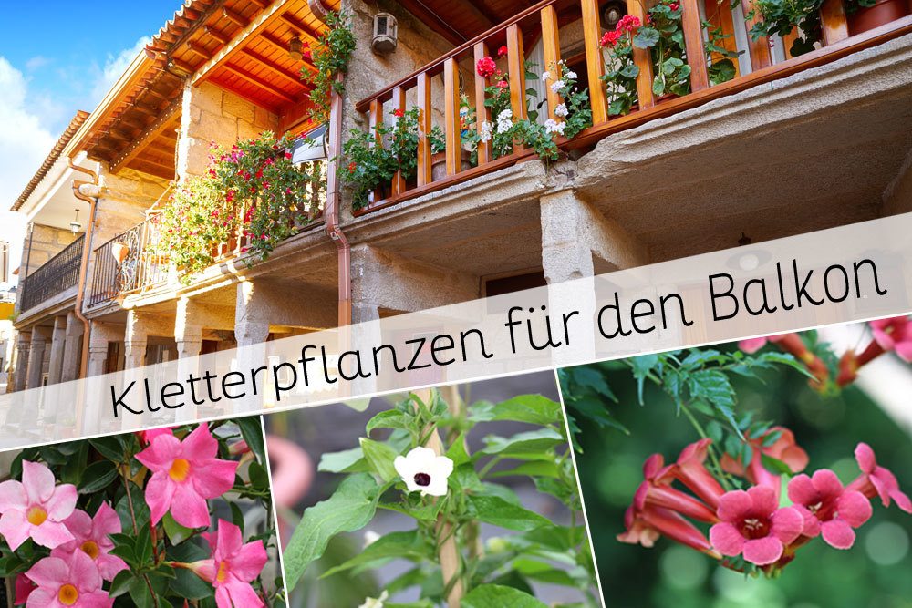 Kletterpflanzen für den Balkon