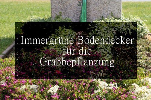 Bodendecker für das Grab