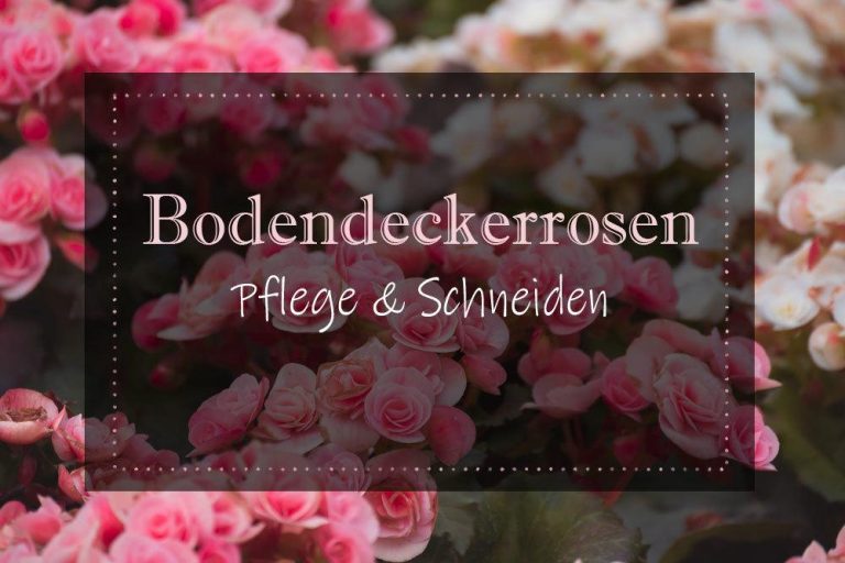 Bodendeckerrosen