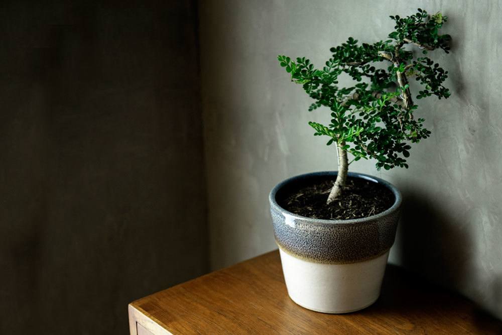 Bonsai im Topf