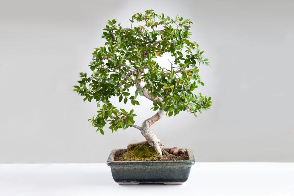 Chinesische Ulme als Bonsai