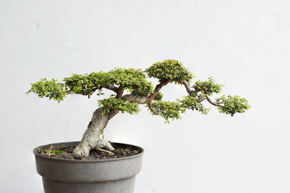 Chinesische Ulme Bonsai