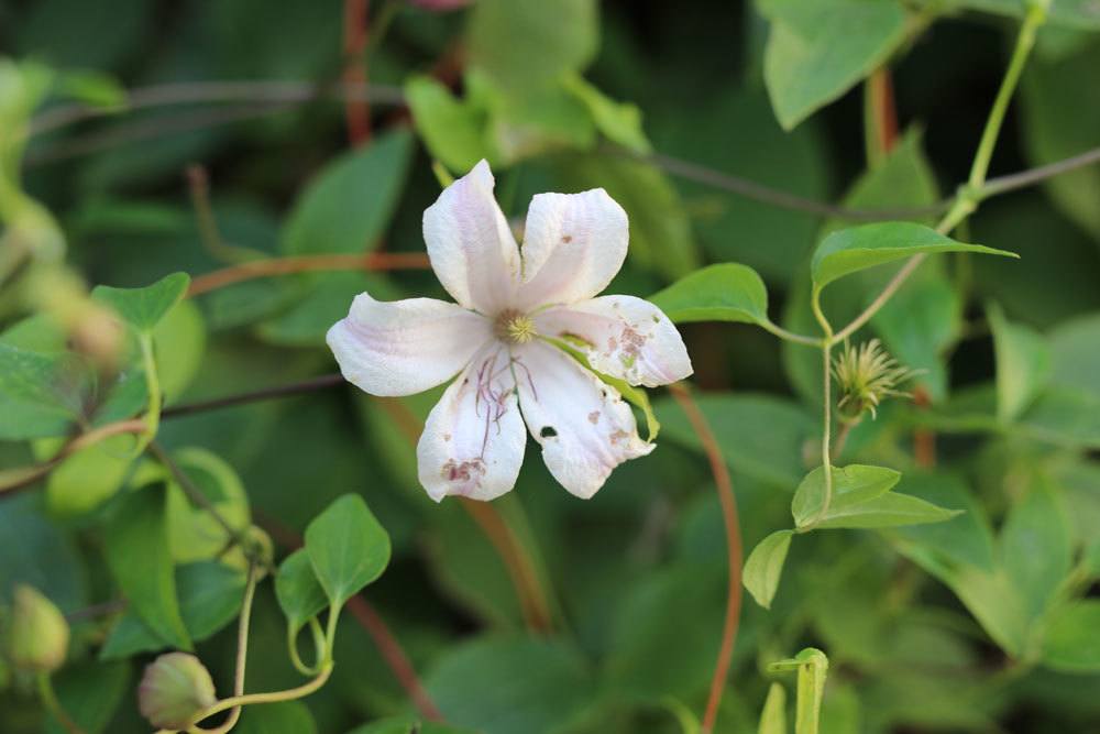 Clematis, Waldrebe