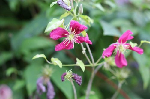 Clematis geht ein