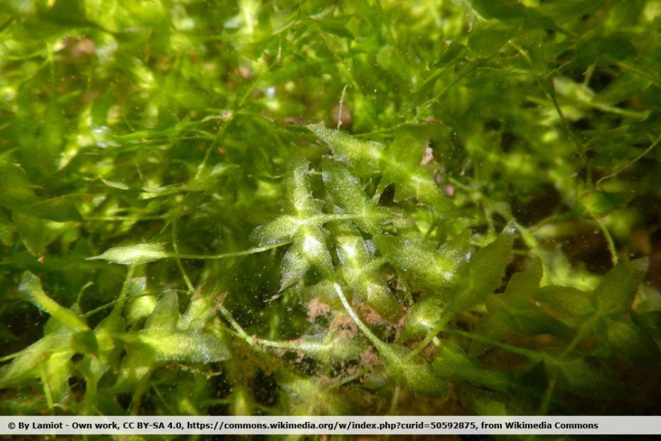14 winterharte Teichpflanzen 7 Arten, die gegen Algen helfen