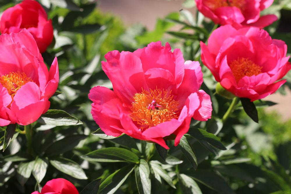 Edel-Pfingstrosen, Paeonia lactiflora