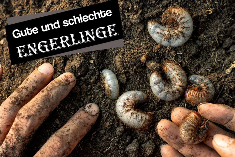 Engerlinge Raupe Weiße Raupen-Larven in der Erde: gute und schlechte Engerlinge