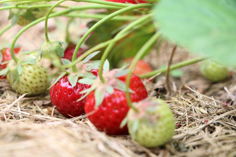 Erdbeeren im Gartenbeet