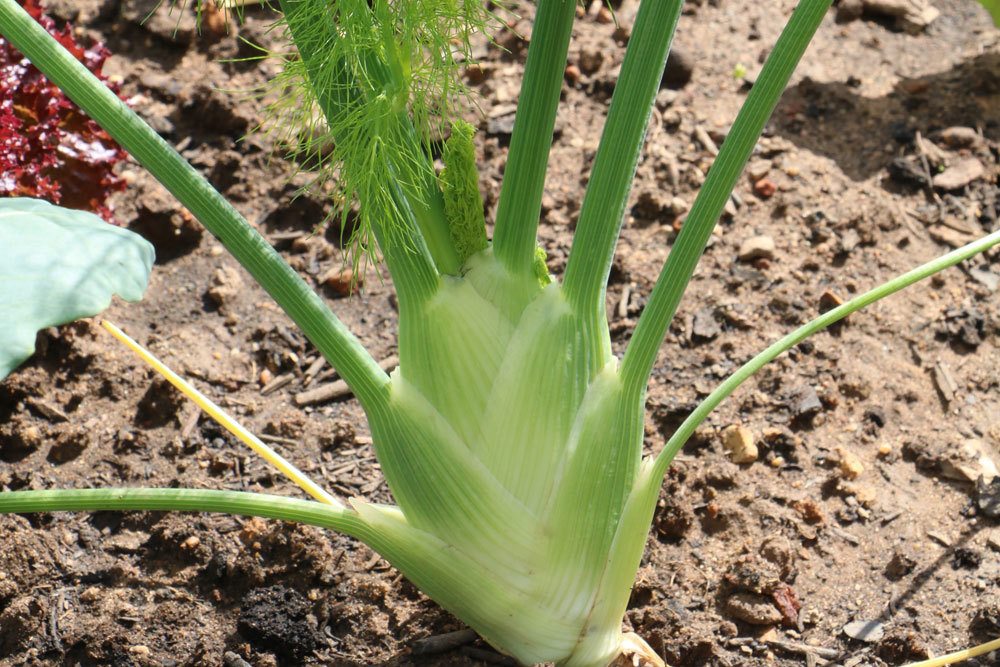 Fenchel roh essen?