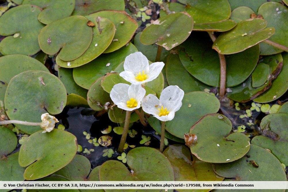 Froschbiss, Hydrocharis morsus-ranae