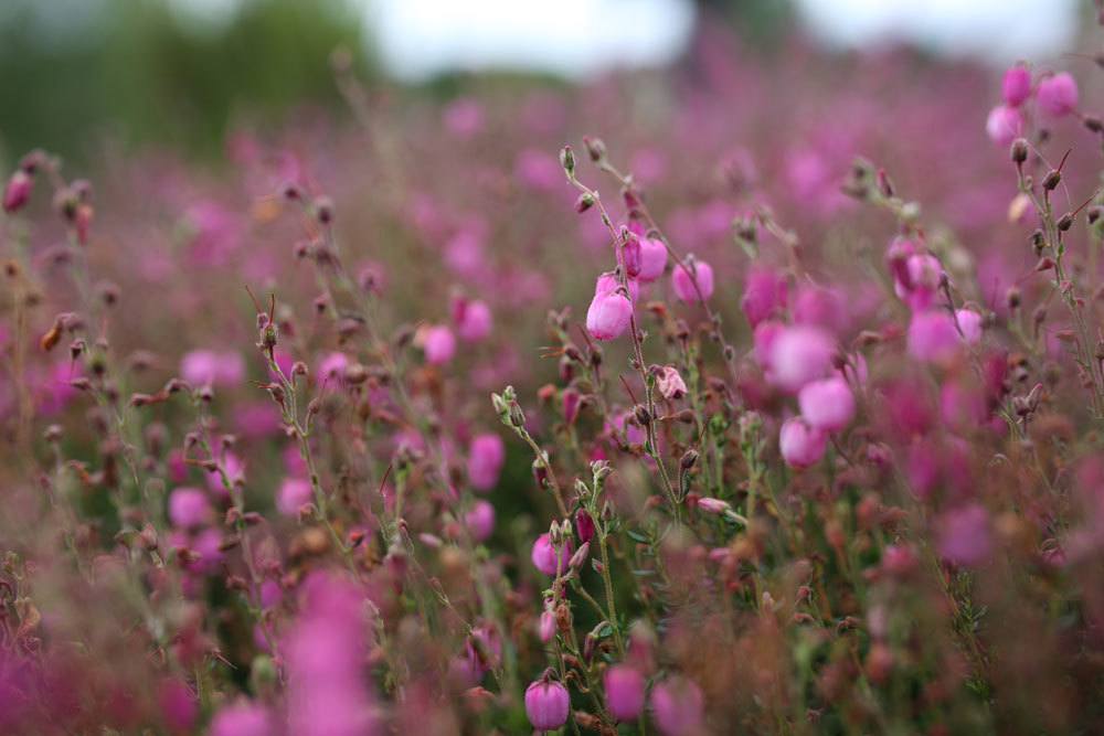 Glockenheide, Erica tetralix