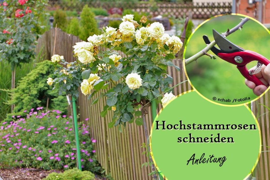 Stammrosen schneiden schrittweise Anleitung Hochstammrosen