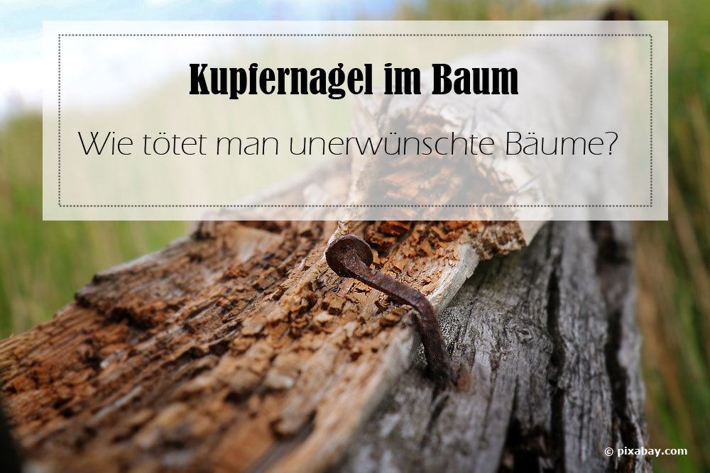 Kupfernägel im Baum