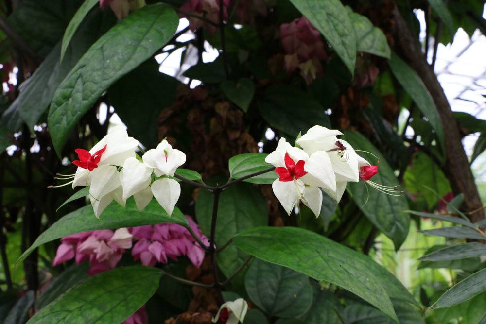 Losbaum,. Clerodendrum thomsoniae als Kletterpflanze auf dem Balkon