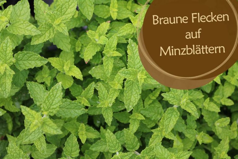 Minze braune Flecke