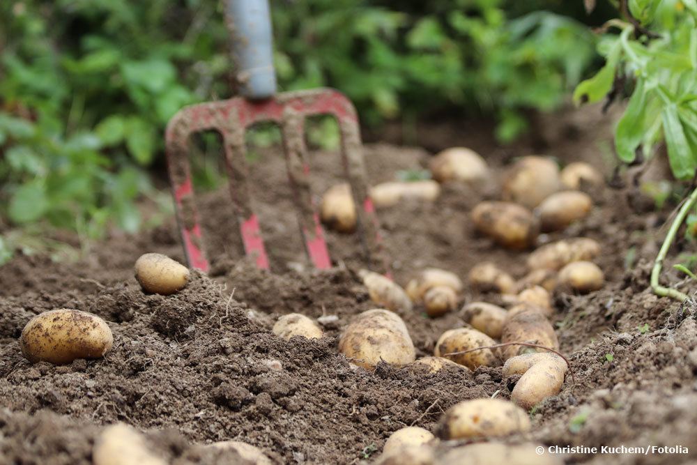 Mischkultur bei Kartoffeln