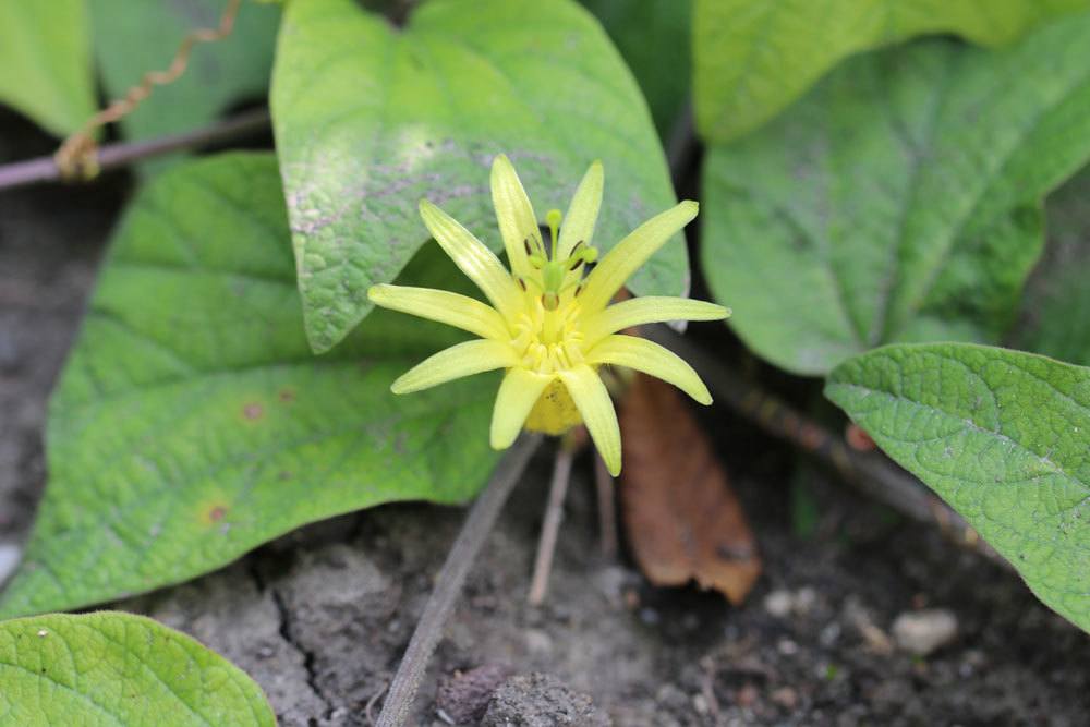 gelbe Passionsblume, Passiflora