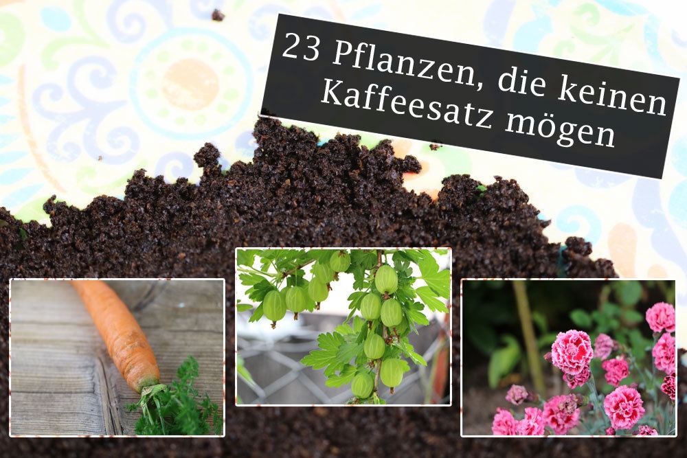 Welche Pflanzen mgen keinen Kaffeesatz? | 23 Pflanzen