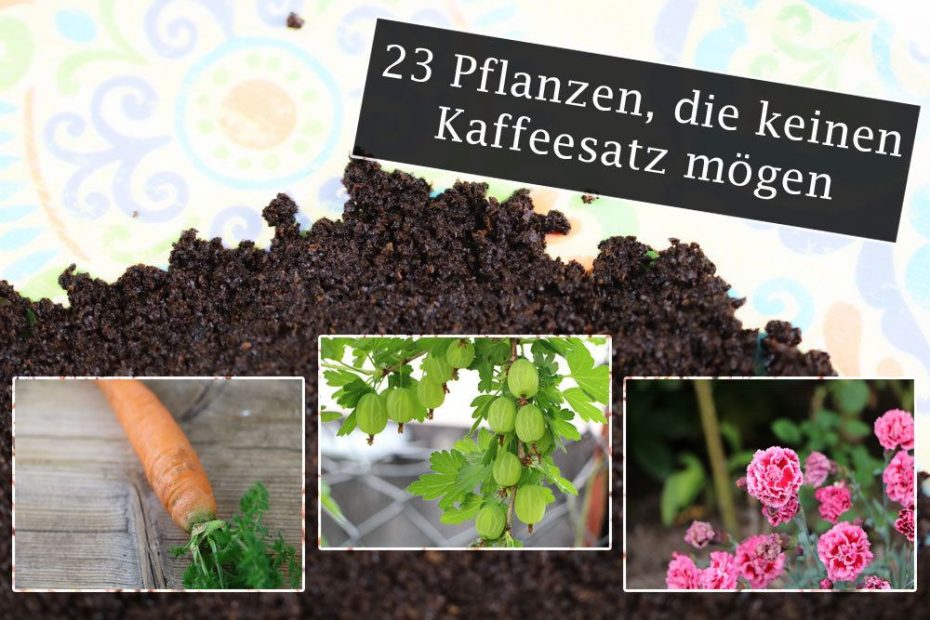 Hortensien mit Kaffeesatz düngen