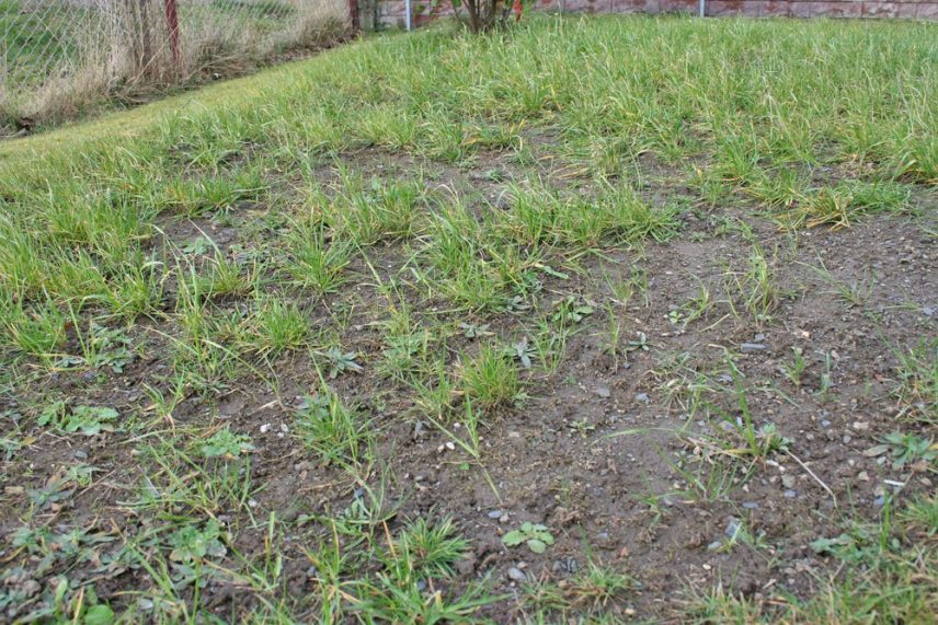 Rasen umgraben und neu anlegen so gelingt es