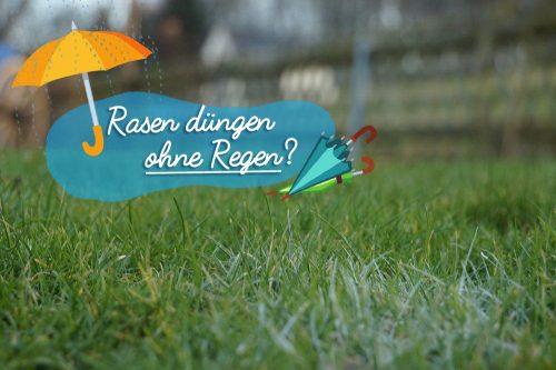neemöl dünger Neemöl main image 0