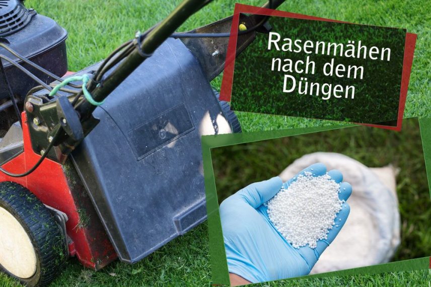 53+ Wann Mähen Nach Düngen, Frühestens fünf tage nach dem düngen