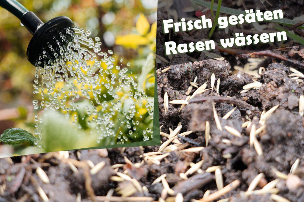 Frisch gesten Rasen wssern: wie oft Rasensamen gieen?