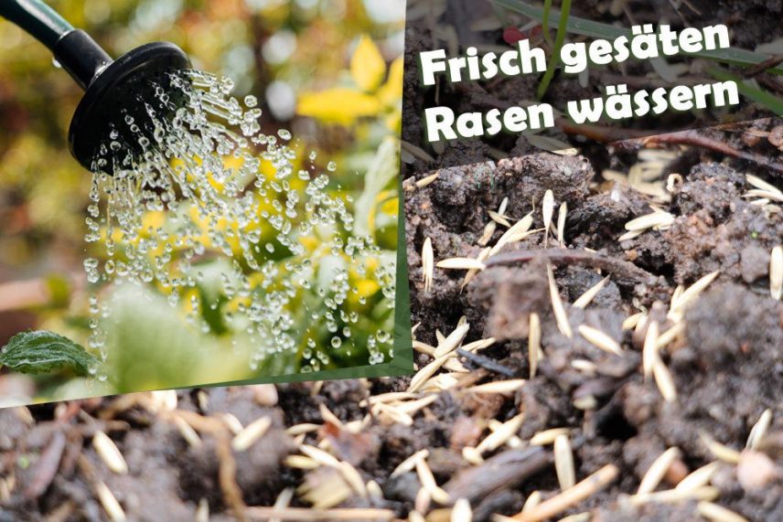 Frisch gesäten Rasen wässern wie oft Rasensamen gießen?
