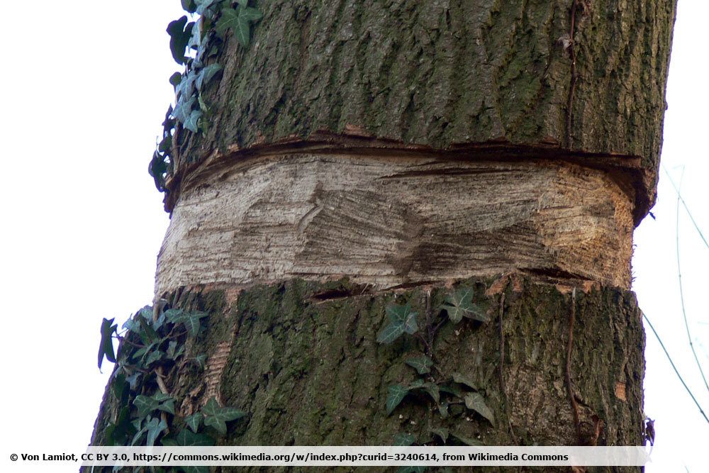 Baum töten durch Ringeln