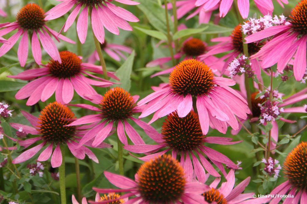 Roter Sonnenhut, Echinacea purpurea