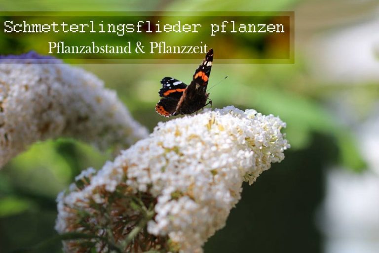 Schmetterlingsflieder pflanzen