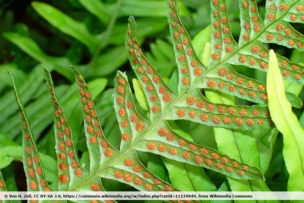 Gewöhnlicher Tüpfelfarn, Polypodium vulgare