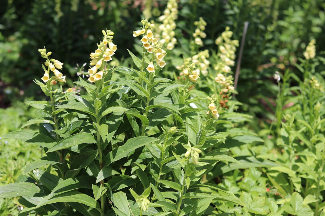 chinesischer Eisenhut Aconitum carmichaelii