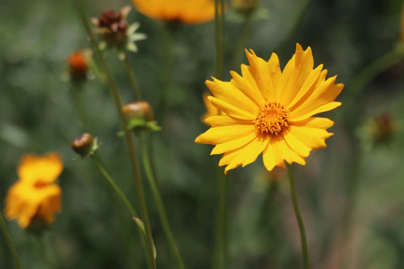 Großblütiges Mädchenauge (Coreopsis grandiflora)