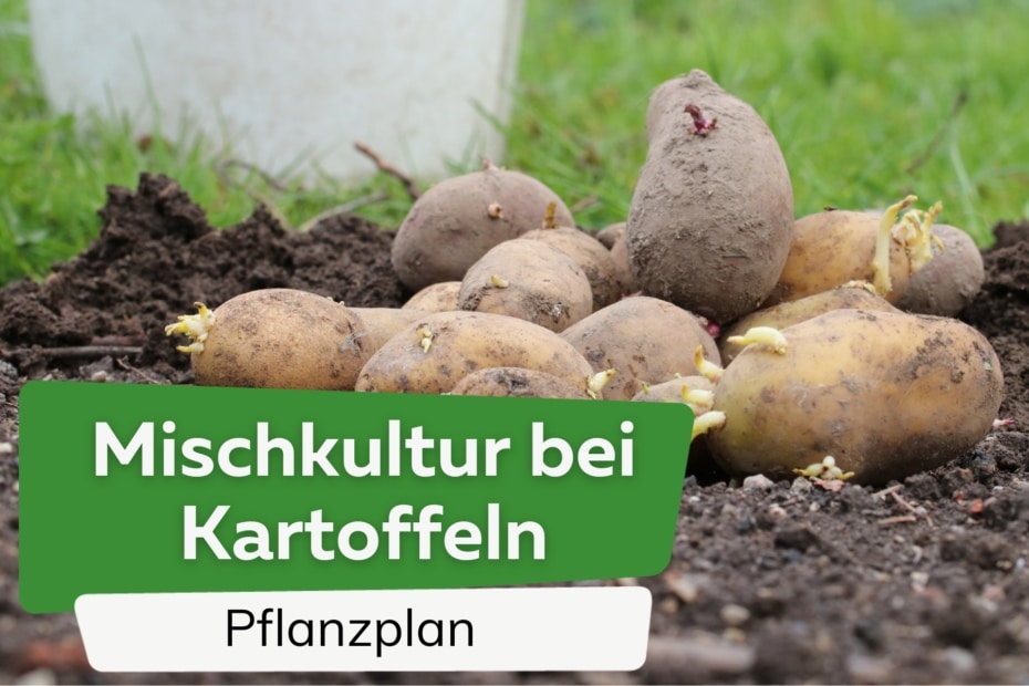 Mischkultur bei Kartoffeln 10 gute Nachbarn Pflanzplan