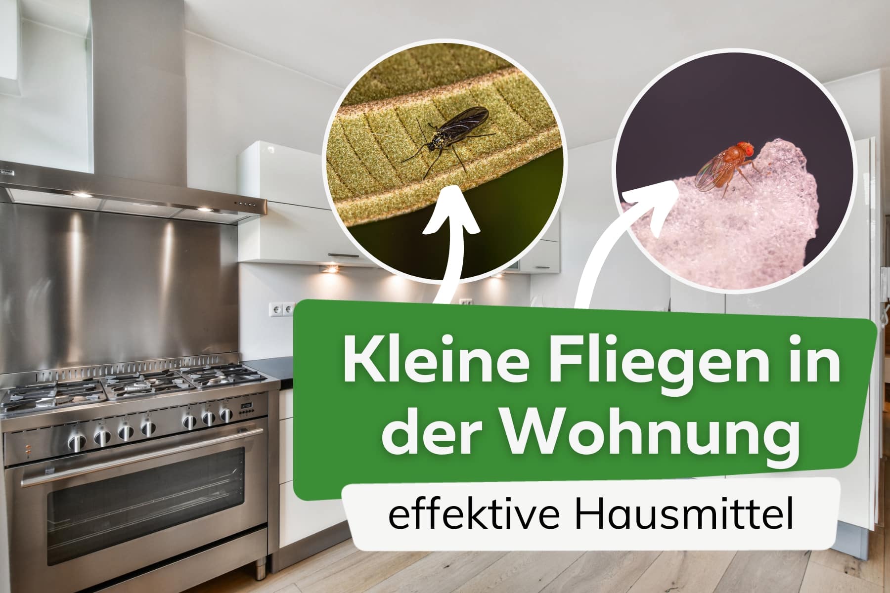 kleine Fliegen in der Wohnung - effektive Hausmittel