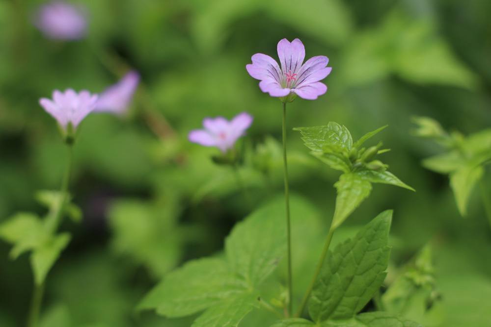 Geranium nodosum