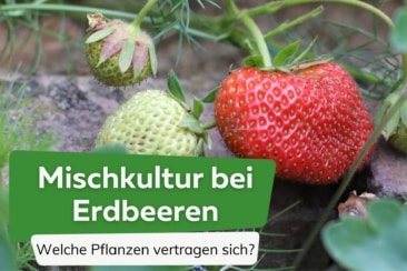 Mischkultur Erdbeeren