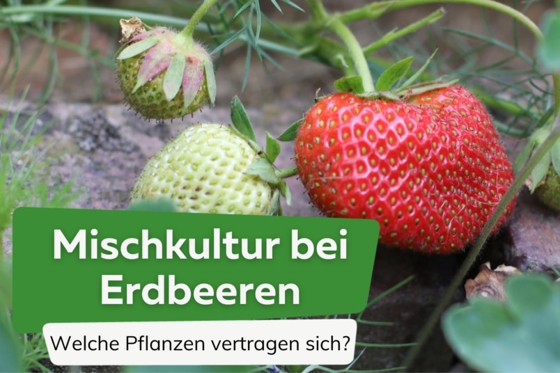 Mischkultur Erdbeeren