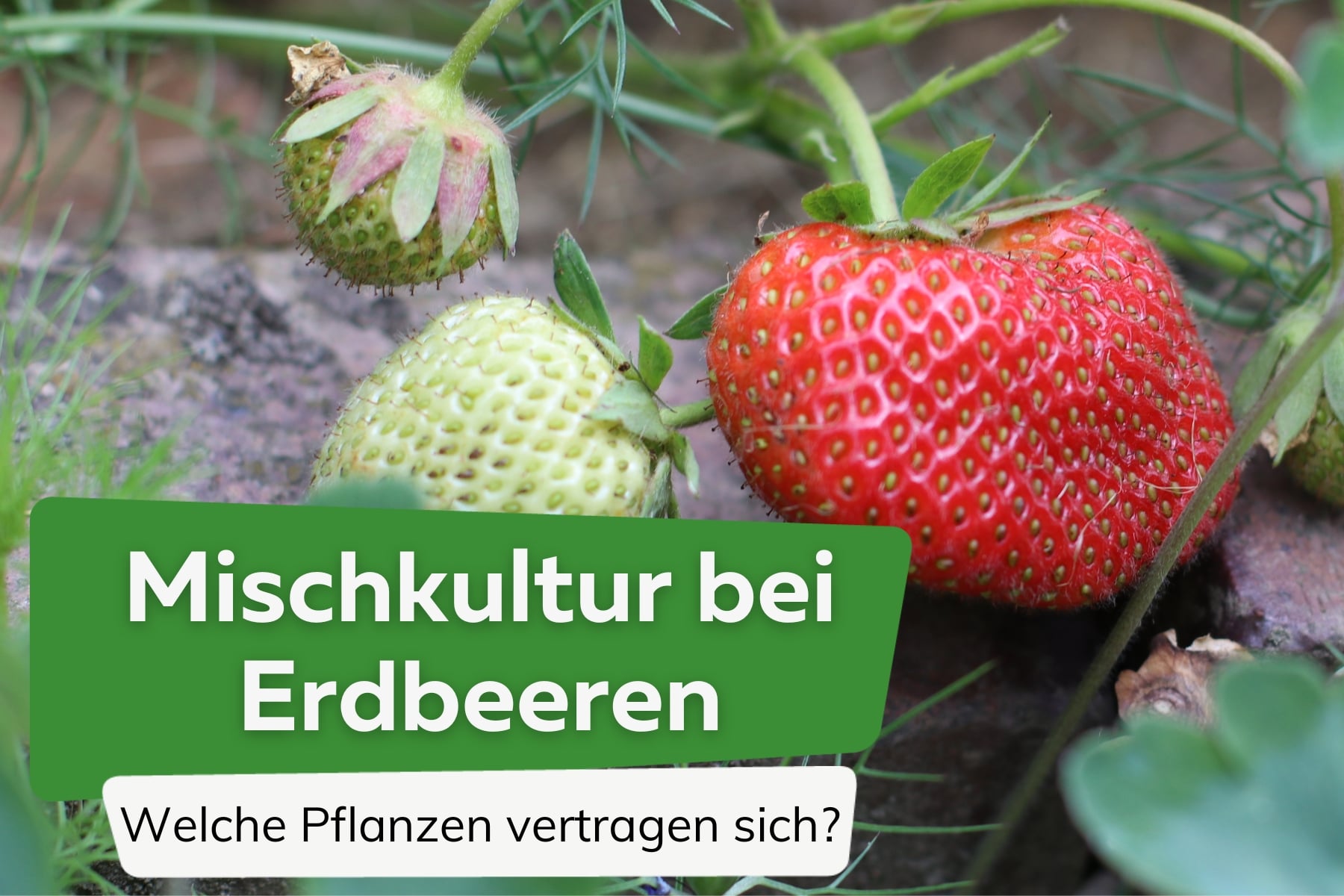 Mischkultur Erdbeeren