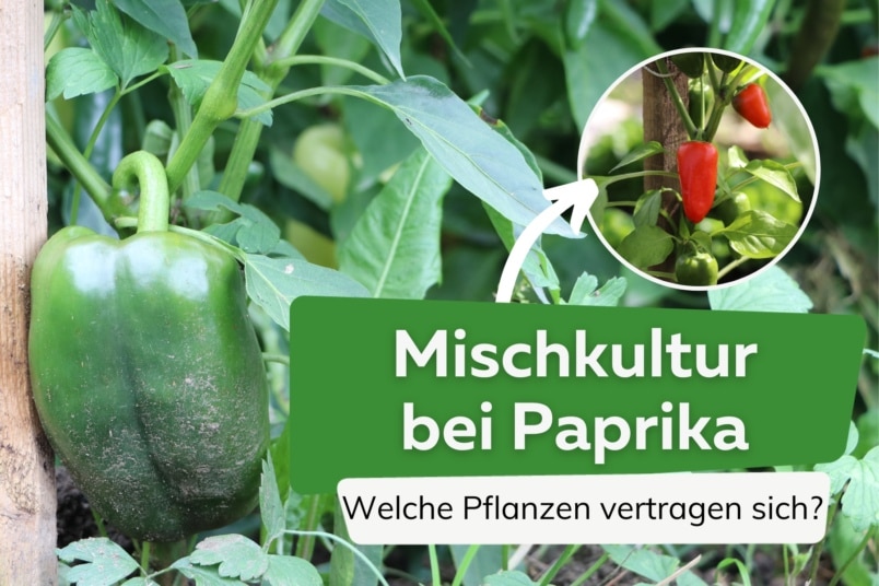 Mischkultur Paprika