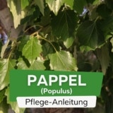 Pappel (Populus)