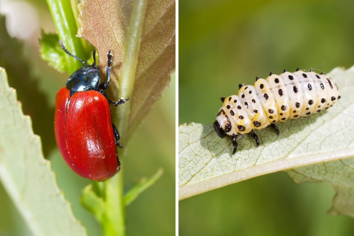 Pappelblattkäfer (Chrysomela populi, links) und Larve (rechts)