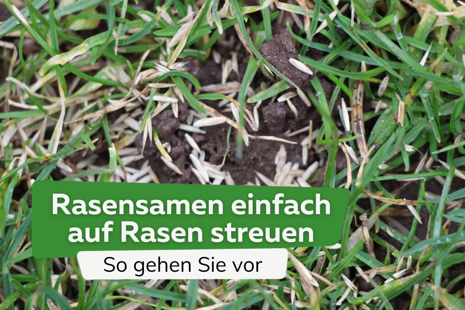Rasensamen einfach auf Rasen streuen? Nachsaat aber richtig!