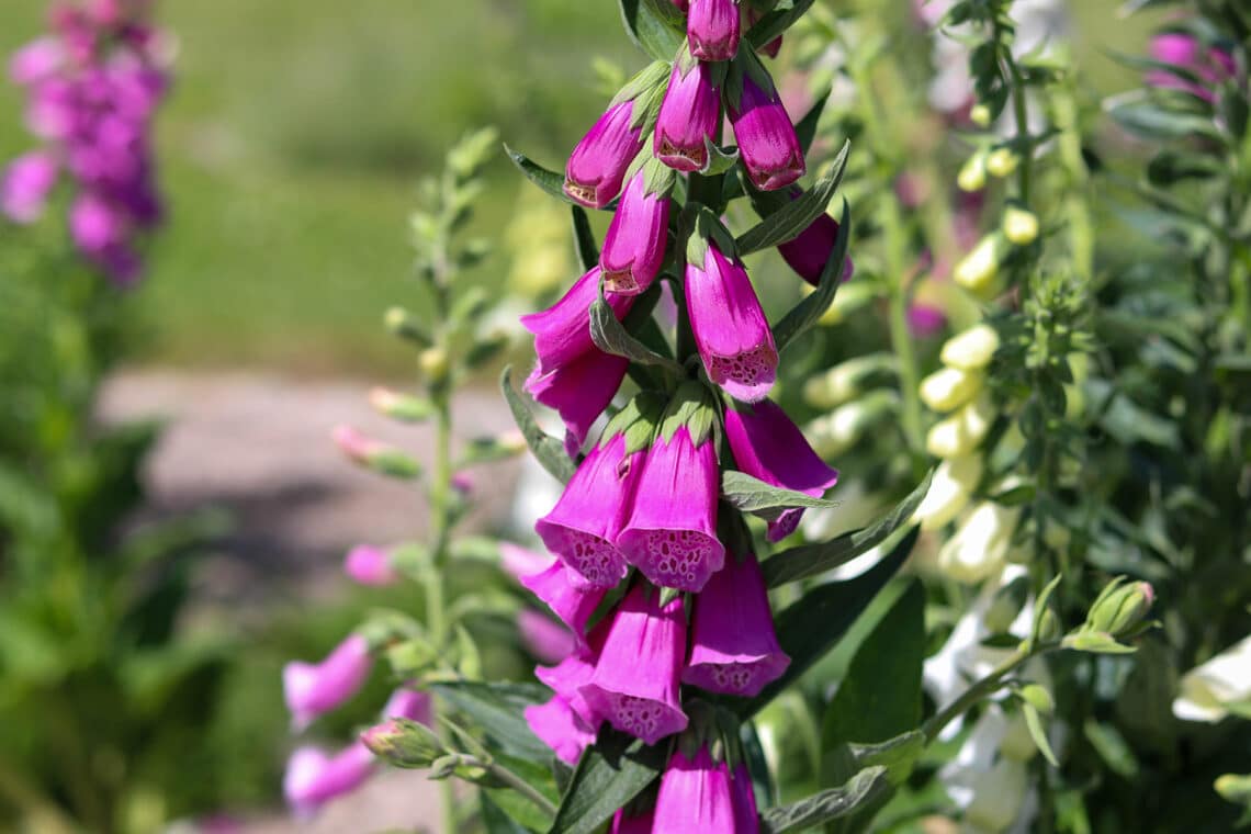 Roter Fingerhut (Digitalis purpurea)