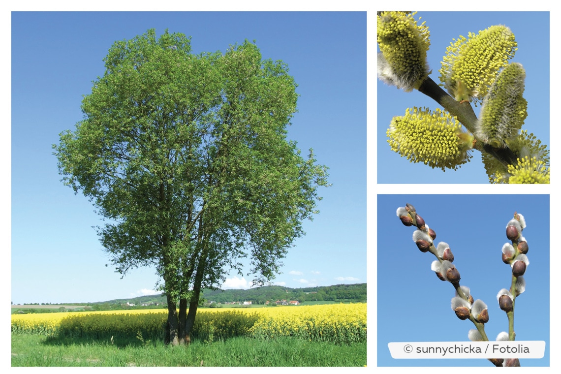 Salweide (Salix caprea) mit Palmkätzchen