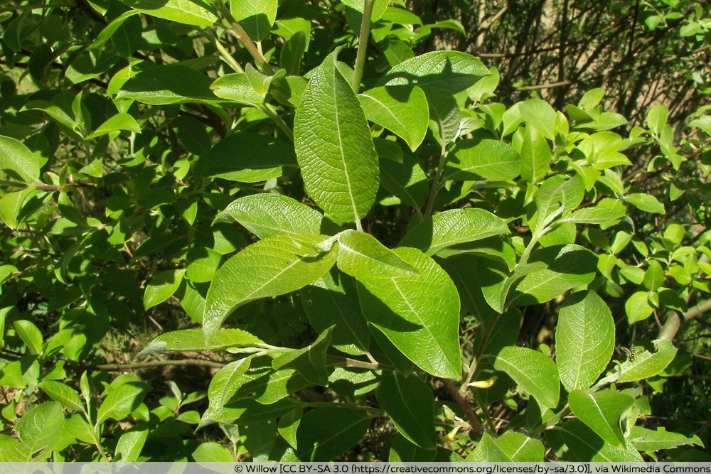 Salweide - Salix caprea