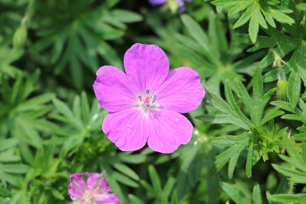 Nasse Blüte des Storchschnabels